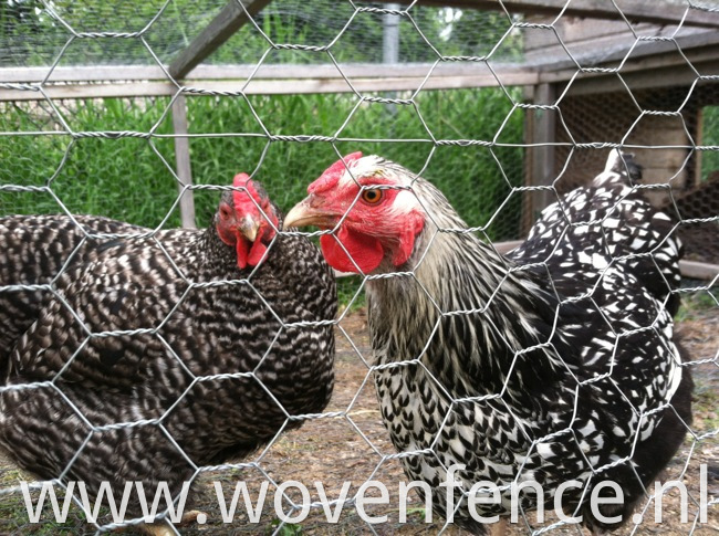 chicken wire mesh